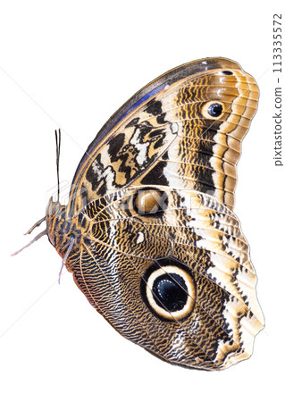 A stunning Morpho butterfly reveals the intricate patterns and eye spot on its wings, showcasing natures beauty with its wings partially spread. Isolated on white background 113335572