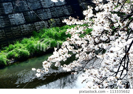 Cherry Blossoms	 113335682