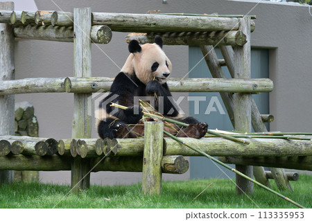 Yoshihama eating bamboo deliciously Yoshihama eating bamboo deliciously 113335953