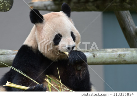 Yoshihama eating bamboo deliciously 113335954