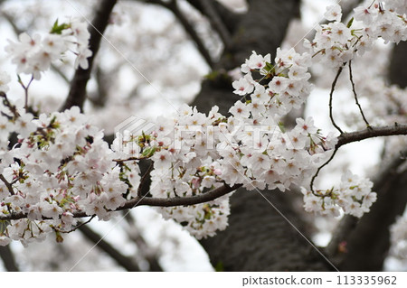 砂石川櫻 Plumlard 砂石川櫻 Plumlard 113335962