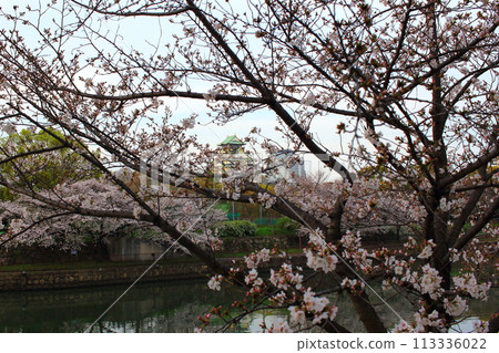 Spring: Osaka Castle and early morning cherry blossoms Spring: Osaka Castle and early morning cherry blossoms 113336022