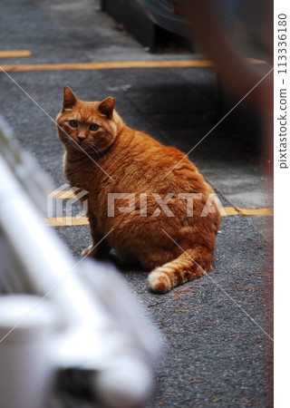 A turning cat 113336180
