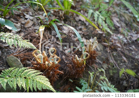 Japanese Spring Oni-Fern 113336181
