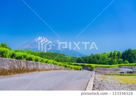 [Early summer material] Fresh green Obuchi Sasaba tea plantation [Shizuoka Prefecture] 113336328