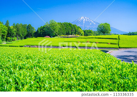 [Early summer material] Fresh green Obuchi Sasaba tea plantation [Shizuoka Prefecture] 113336335