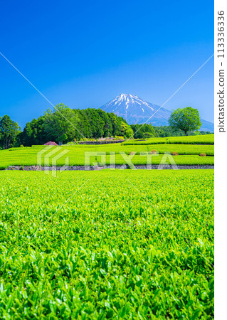 [Early summer material] Fresh green Obuchi Sasaba tea plantation [Shizuoka Prefecture] 113336336