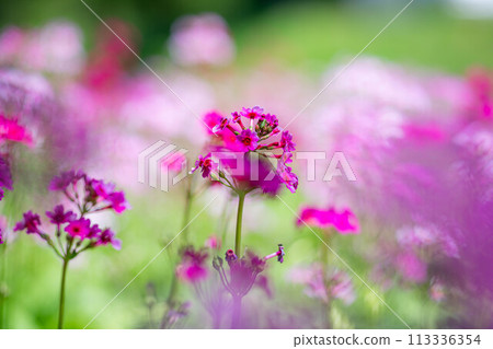 [花材]九十九谷森林公園的日本報春花[長野縣] 113336354