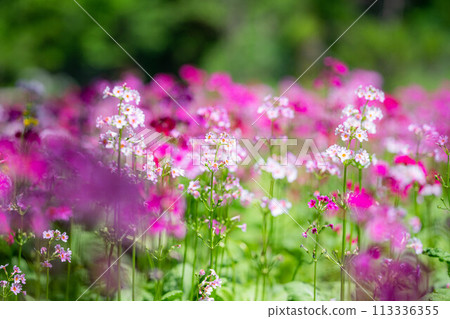 [花材]九十九谷森林公園的日本報春花[長野縣] 113336355