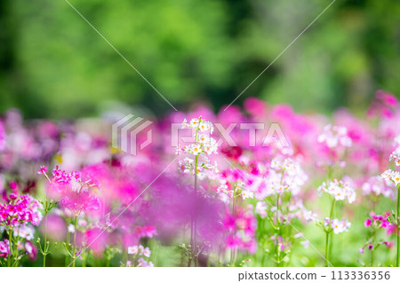 [花材]九十九谷森林公園的日本報春花[長野縣] 113336356