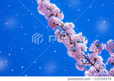 [Sakurafubuki 材料]櫻花，藍天和櫻花暴風雪圖像[長野縣] 113336379