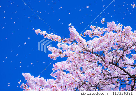 [Sakurafubuki material] Cherry blossoms, blue sky and cherry blossom blizzard image [Nagano Prefecture] 113336381