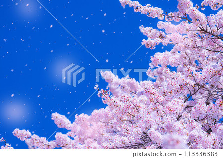 [Sakurafubuki material] Cherry blossoms, blue sky and cherry blossom blizzard image [Nagano Prefecture] 113336383