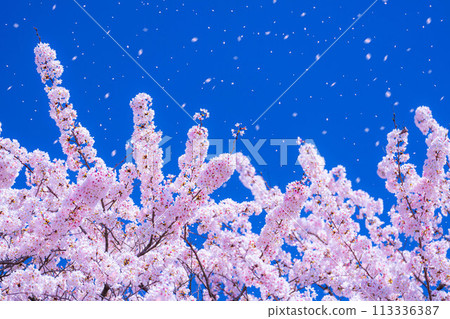 [Sakurafubuki material] Cherry blossoms, blue sky and cherry blossom blizzard image [Nagano Prefecture] 113336387