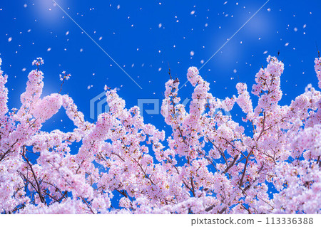 [Sakurafubuki material] Cherry blossoms, blue sky and cherry blossom blizzard image [Nagano Prefecture] 113336388