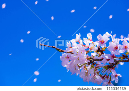 [Sakurafubuki 材料]櫻花，藍天和櫻花暴風雪圖像[長野縣] 113336389