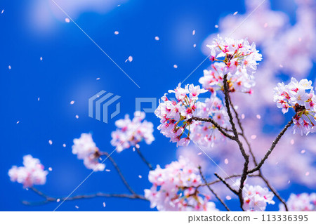 [Sakurafubuki 材料]櫻花，藍天和櫻花暴風雪圖像[長野縣] 113336395