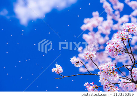 [Sakurafubuki material] Cherry blossoms, blue sky and cherry blossom blizzard image [Nagano Prefecture] 113336399