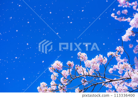 [Sakurafubuki 材料]櫻花，藍天和櫻花暴風雪圖像[長野縣] 113336400
