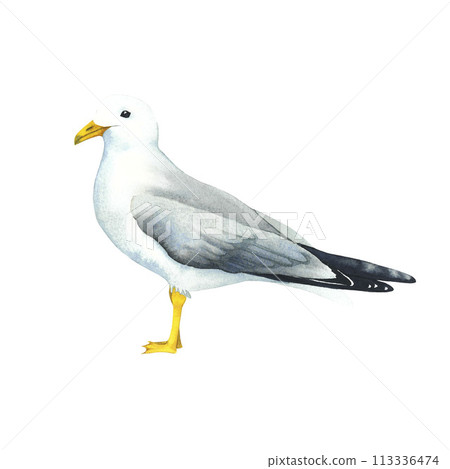 Watercolor sea gull standing on his feet. Watercolor seagull wildlife bird isolated on white background. Beach art on the theme of sea fishing. Hand painted illustration. Could be used for design Watercolor sea gull standing on his feet. Watercolor seagull wildlife bird isolated on white background. Beach art on the theme of sea fishing. Hand painted illustration. Could be used for design 113336474