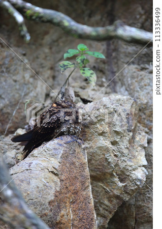 Female hawk moth 113336499