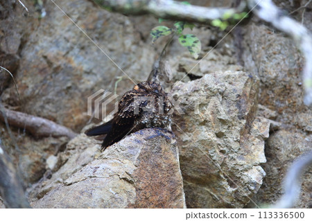 Female hawk moth Female hawk moth 113336500