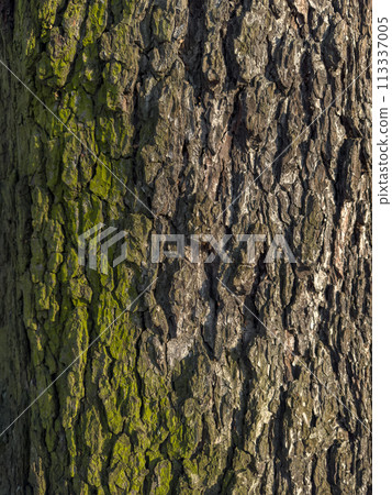 a close view of green moss on a tree trunk in a wild park 113337005