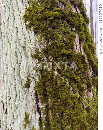 a close view of green moss on a tree trunk in a wild park 113337010
