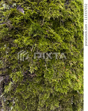 a close view of green moss on a tree trunk in a wild park a close view of green moss on a tree trunk in a wild park 113337032