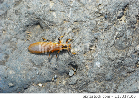Adult stonefly Adult stonefly 113337106