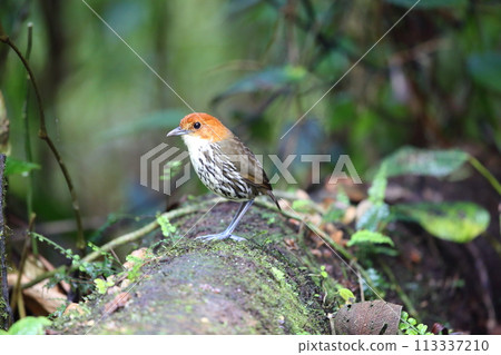 Chestnut-headed Ant 113337210