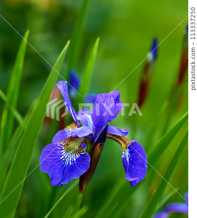 Nature, spring and iris in calm field with natural landscape, morning blossom and floral zen. Growth, peace and purple flower bush in green backyard garden, countryside and sustainable environment 113337250
