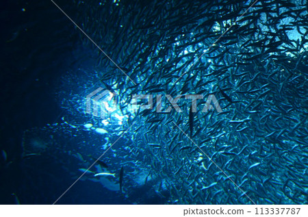 fish seen from underwater fish seen from underwater 113337787