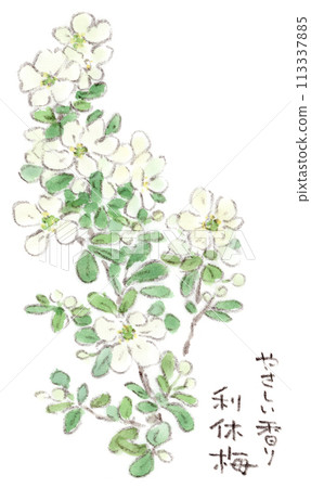 春天植物、白色優雅的花朵、Rikyubai（利休梅）的水彩插圖 113337885