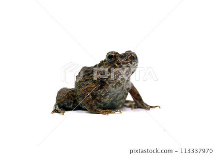 Frog, Japanese bush frog, white background Frog, Japanese bush frog, white background 113337970