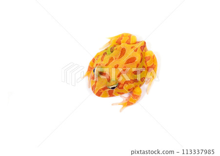 角蛙白化克蘭威爾角蛙白背 113337985