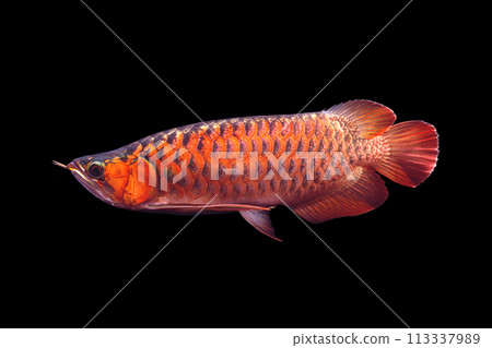 亞洲龍魚紅色龍魚黑色背景 113337989