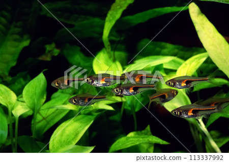 Rasbora hengelii, a type of carp Trigonostigma hengelii Rasbora hengelii, a type of carp Trigonostigma hengelii 113337992