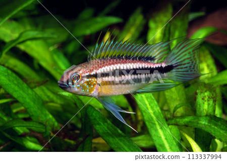 Apistogramma Vitaeniata Aquarium 113337994