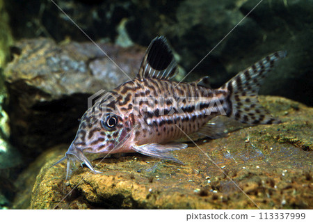 Corydoras Leopardas Long Nose Julie Catfish Companion Corydoras Leopardas Long Nose Julie Catfish Companion 113337999