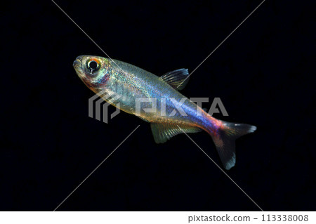 藍色四黑色背景 113338008