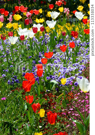 A lively flower bed in spring A lively flower bed in spring 113338034