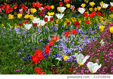A lively flower bed in spring 113338036