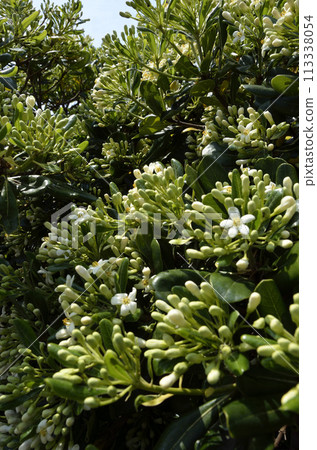 托貝拉開花托貝拉海濱植物 113338054