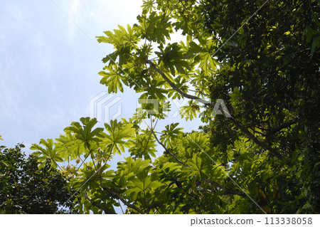 Japanese cedar 113338058