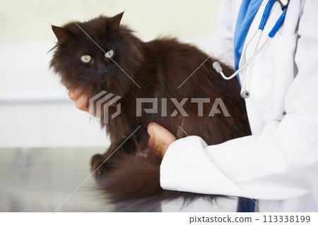 Vet service hands, cat and person for medical help, wellness examination or animal healthcare support, exam or healing. Veterinary patient, specialist test and veterinarian for pet feline health care 113338199