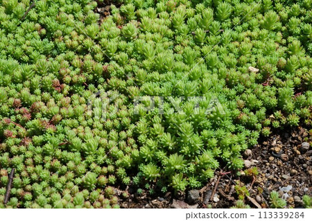 Succulents in the park 113339284