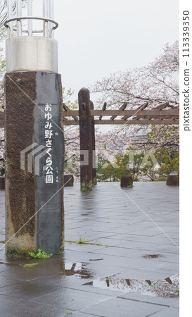 [Chiba City, Chiba Prefecture] Oyumino Sakura Park and cherry blossoms 113339350