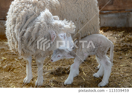 Raising sheep: Corriedale lamb Raising sheep: Corriedale lamb 113339459