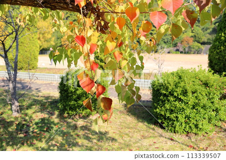 Brightly colored Chinese tallow tree leaves 113339507